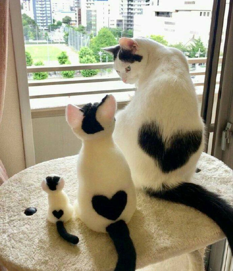 Moda 🐈🐈😻