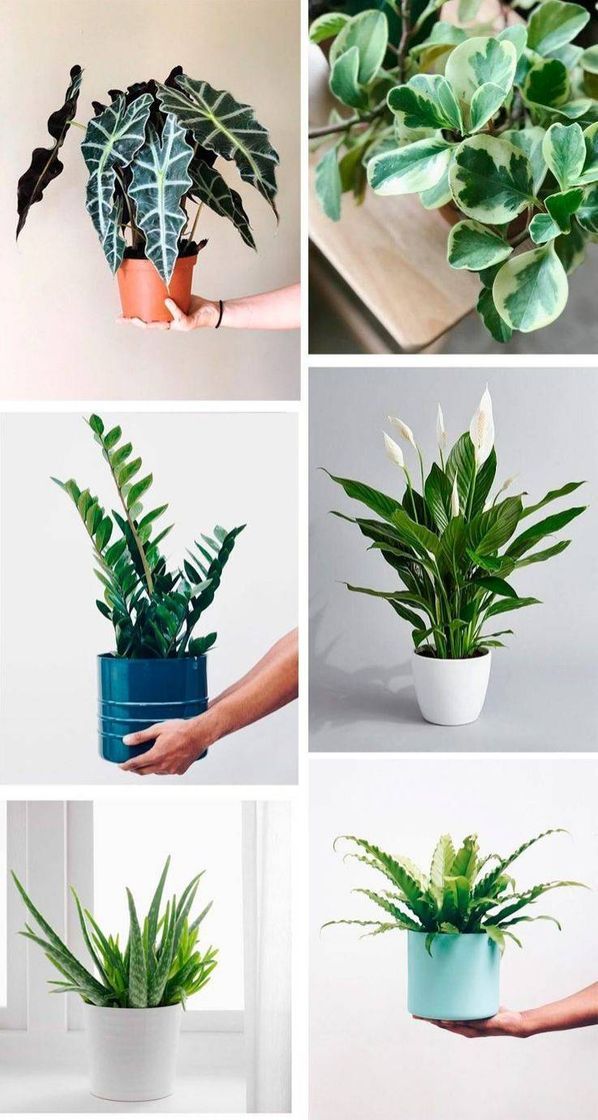 Moda Plantas para o interior da casa🌱🌼🌸