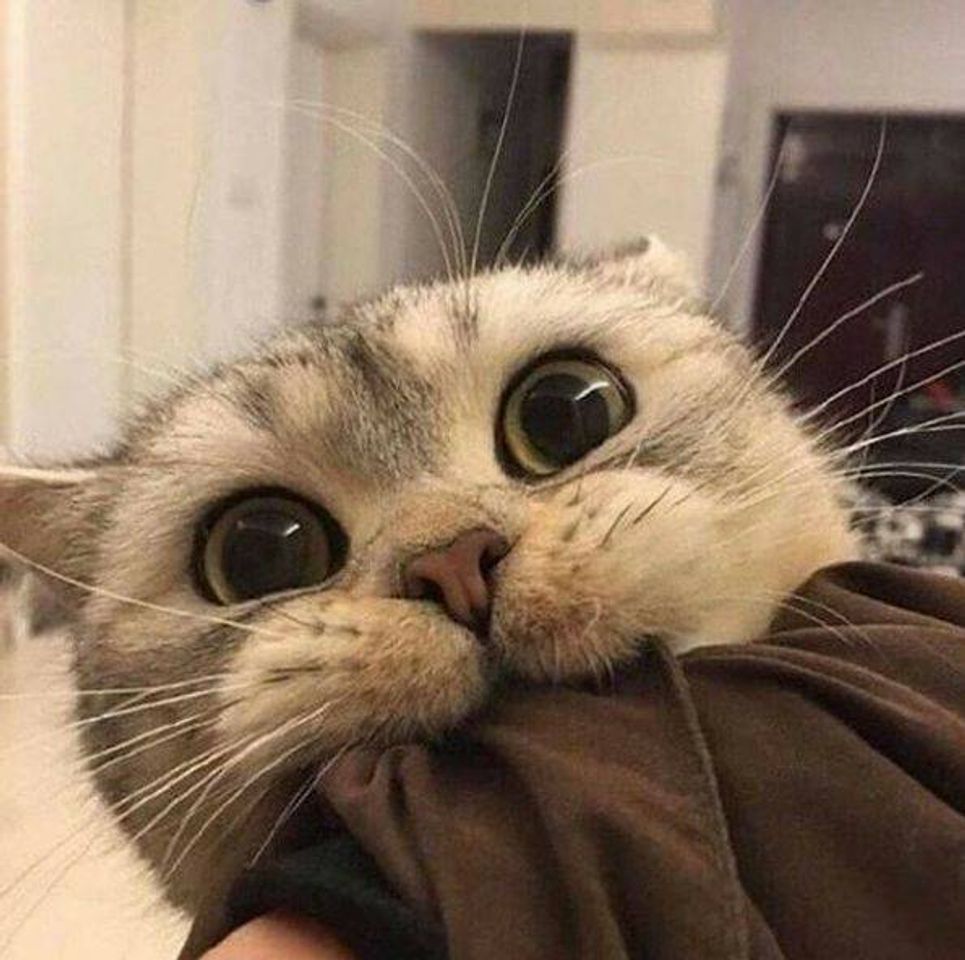 Social baby cat