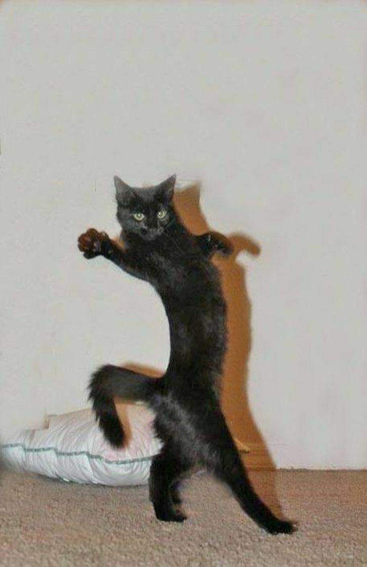 Social black cat
