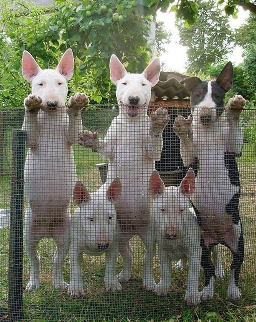 Fashion Bull Terrier