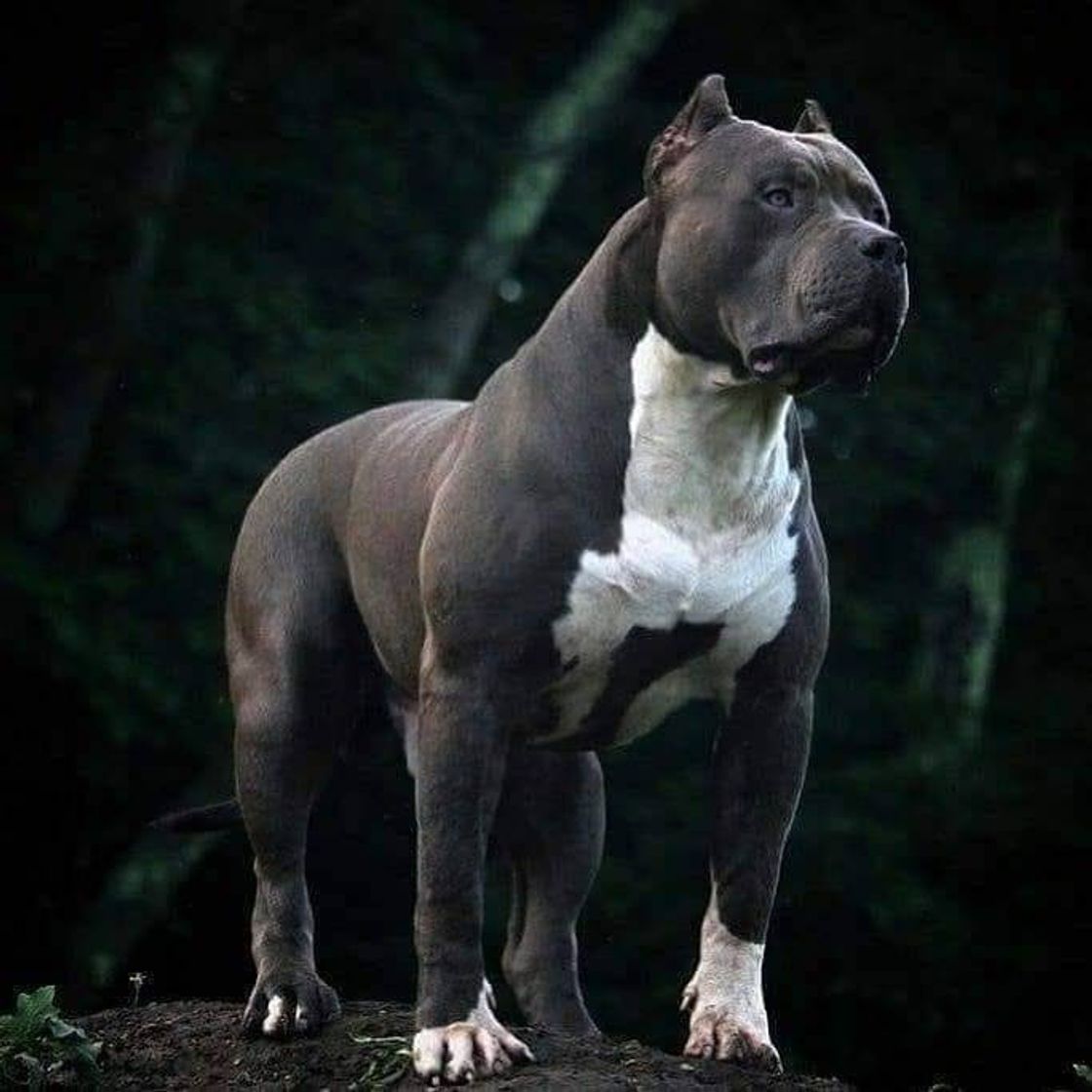 Fashion American Bully