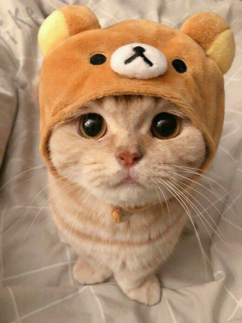 Social gato