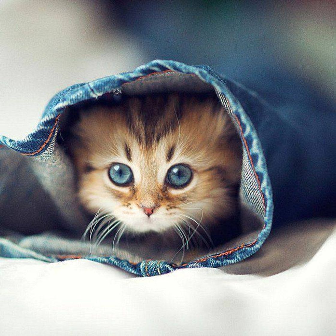 Social Gato 