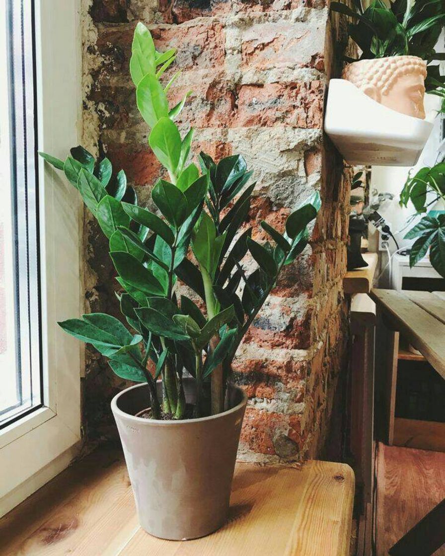 Fashion Planta para ambientes externos - Zamioculca🌿