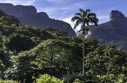 Floresta da Tijuca