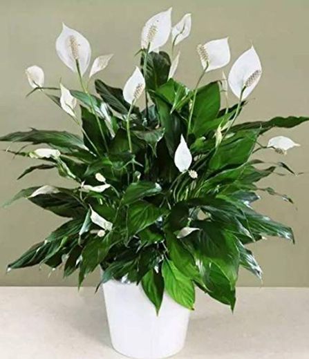 QHYDZ Garden-50pcs Raras Espatifilo Semillas Flores Ornamental para Interior