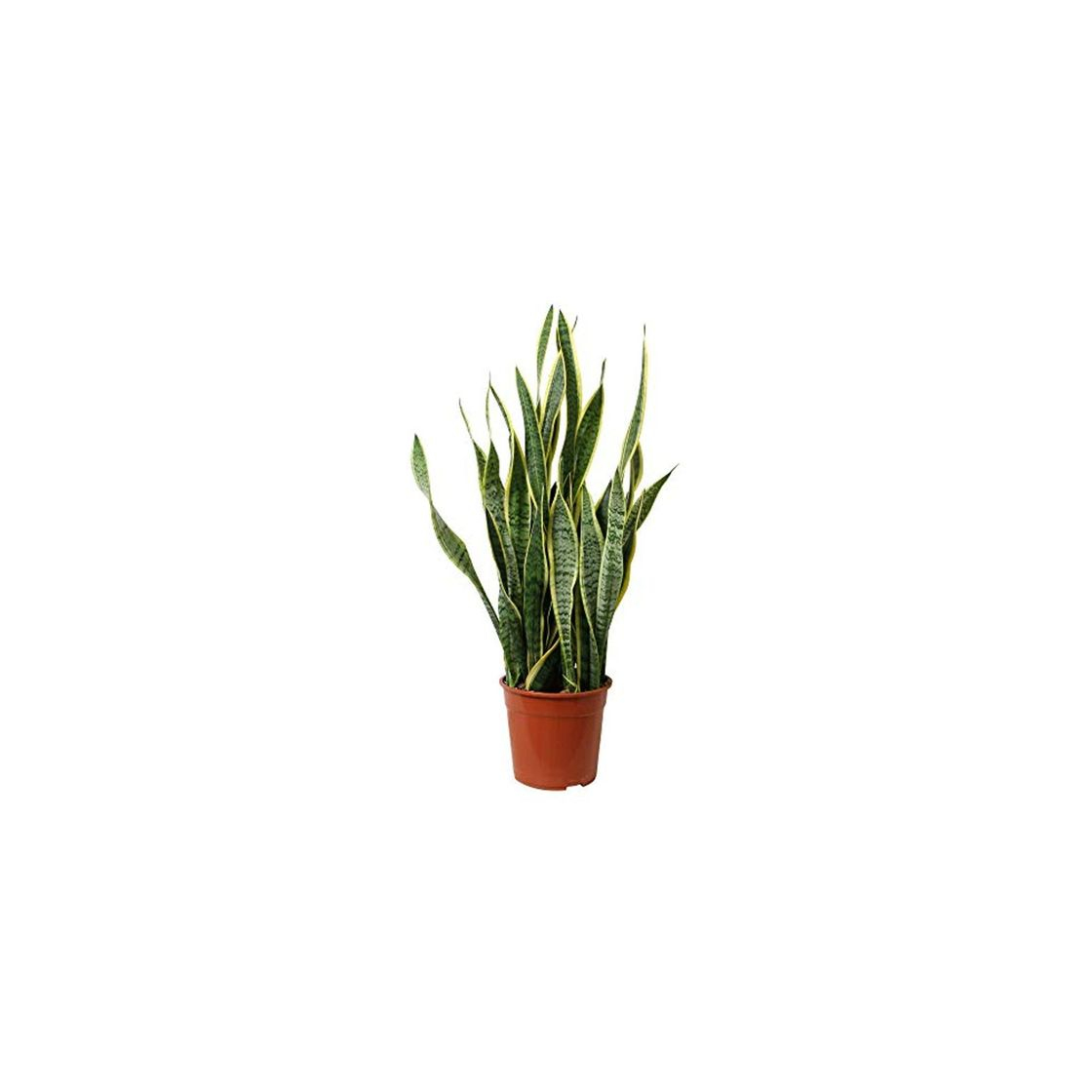 Product Planta de interior de Botanicly – Lengua de tigre – Altura