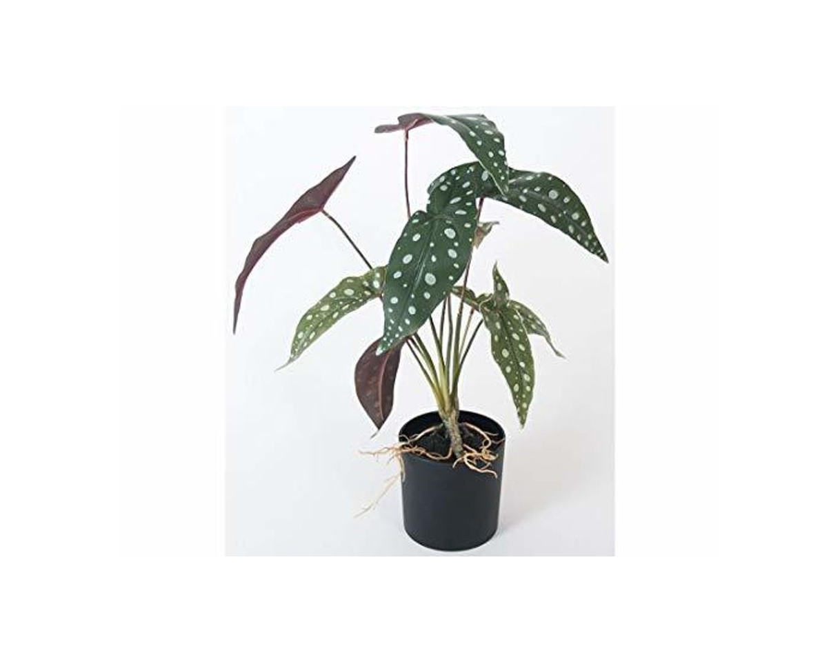 Producto Gerimport Maceta con Raices Begonia Maculata 43cm