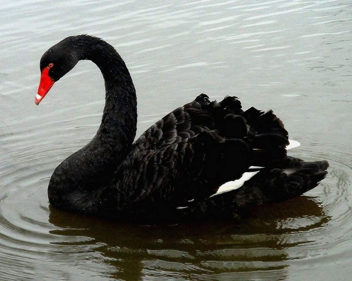 Moda Cisnes negros