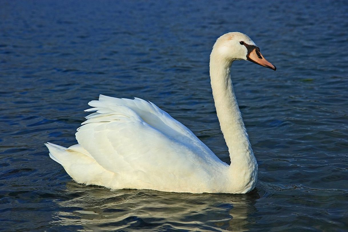 Moda Cisnes brancos