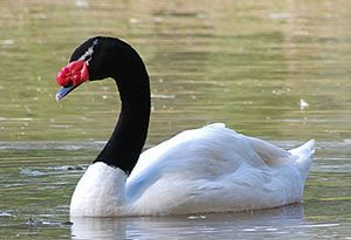 Moda Cisnes de pescoço negro