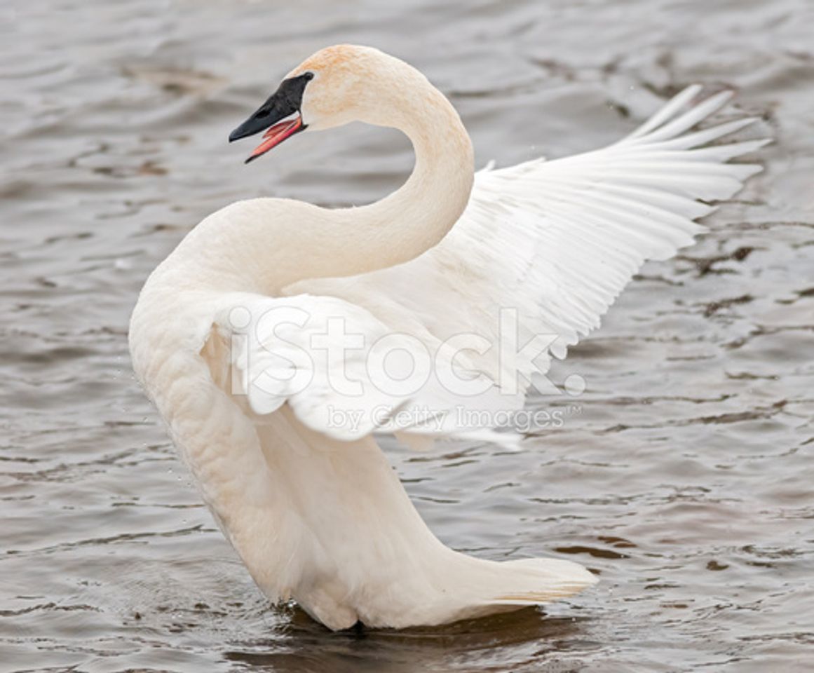 Moda Cisne trombeteiro