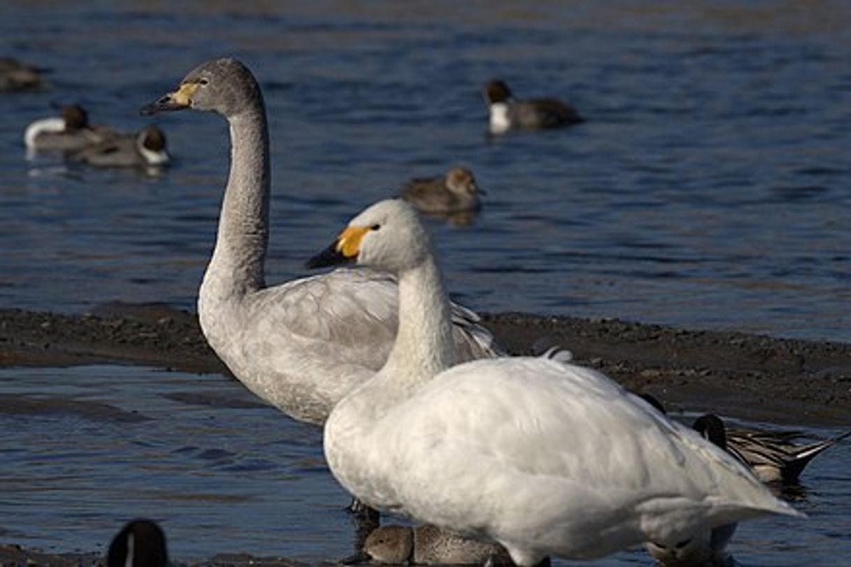 Moda Cisne pequeno