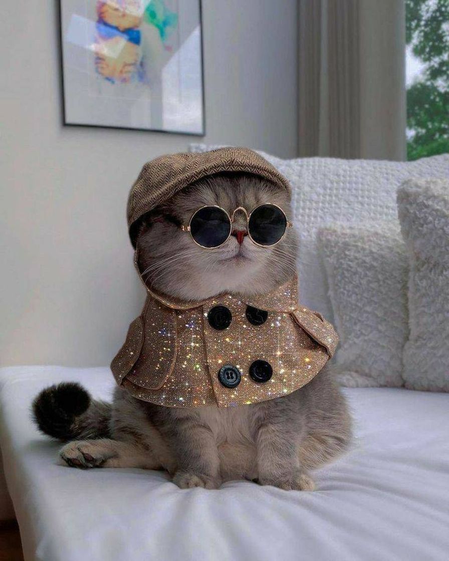 Fashion Gato Chick 