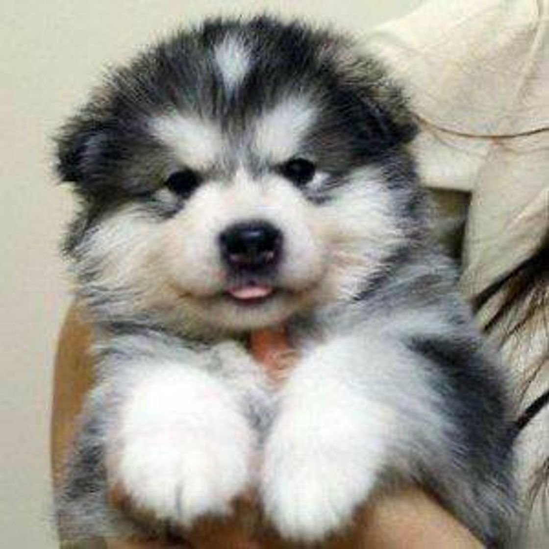 Moda Malamute do Alaska 