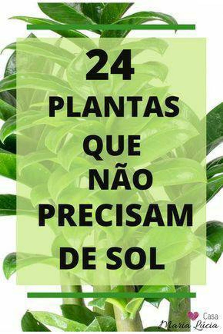 Fashion Plantinhas que não precisam de sol