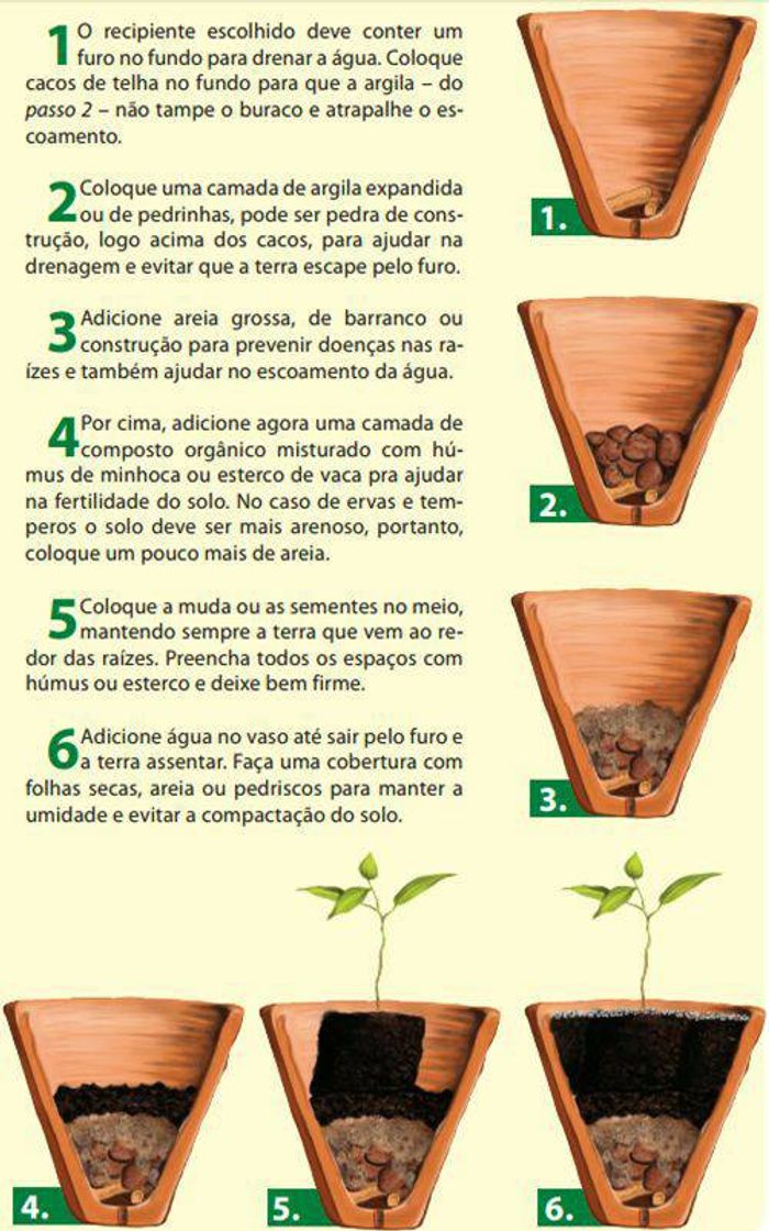 Fashion Os melhores vegetais para se cultivar em casa