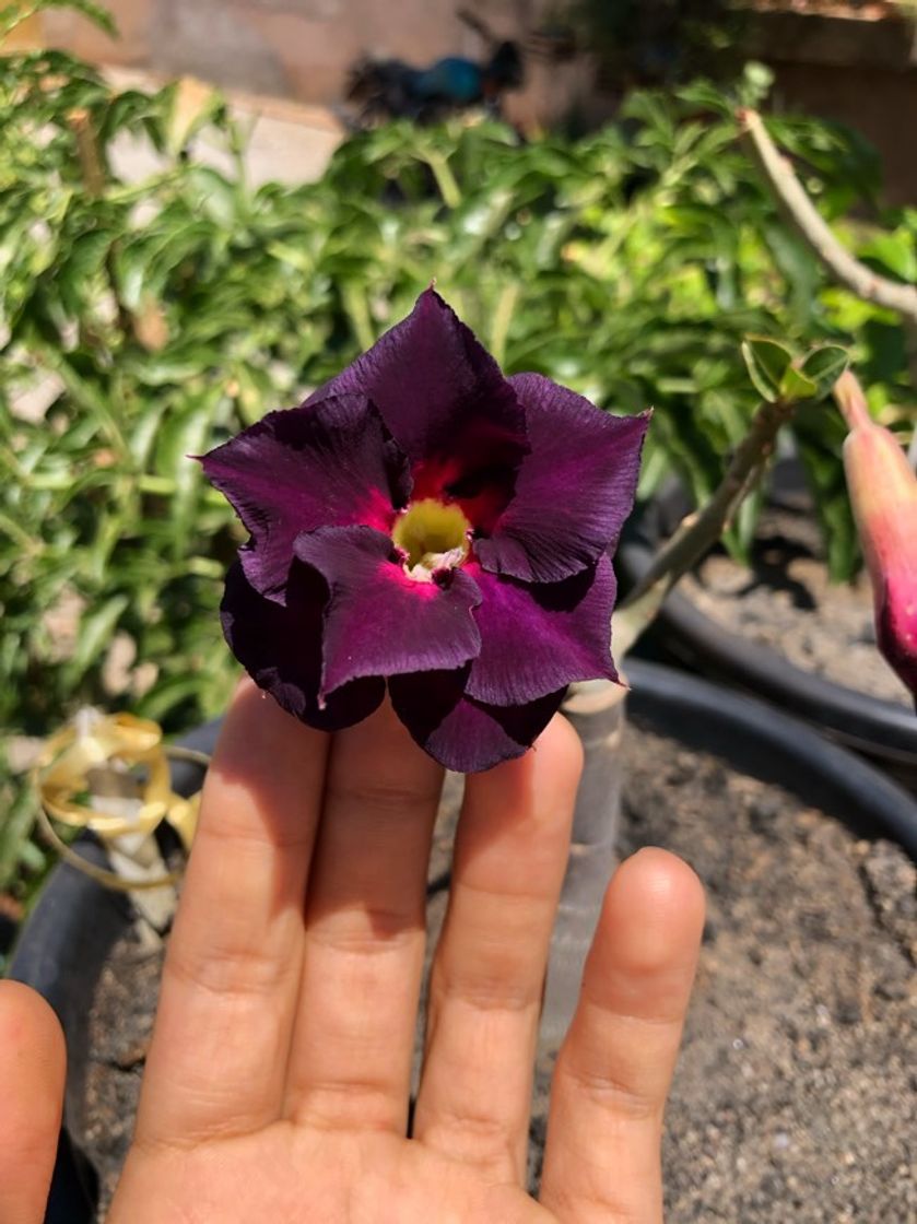 Social Rosa do deserto: LM-5🔮