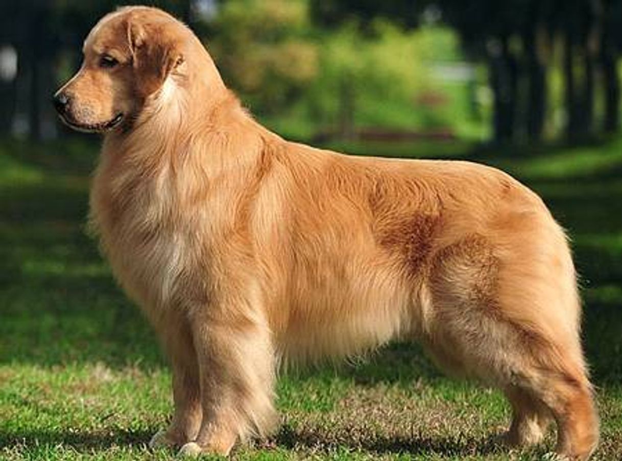 Social Conheça mais sobre a raça Golden Retriever - Vet Smart