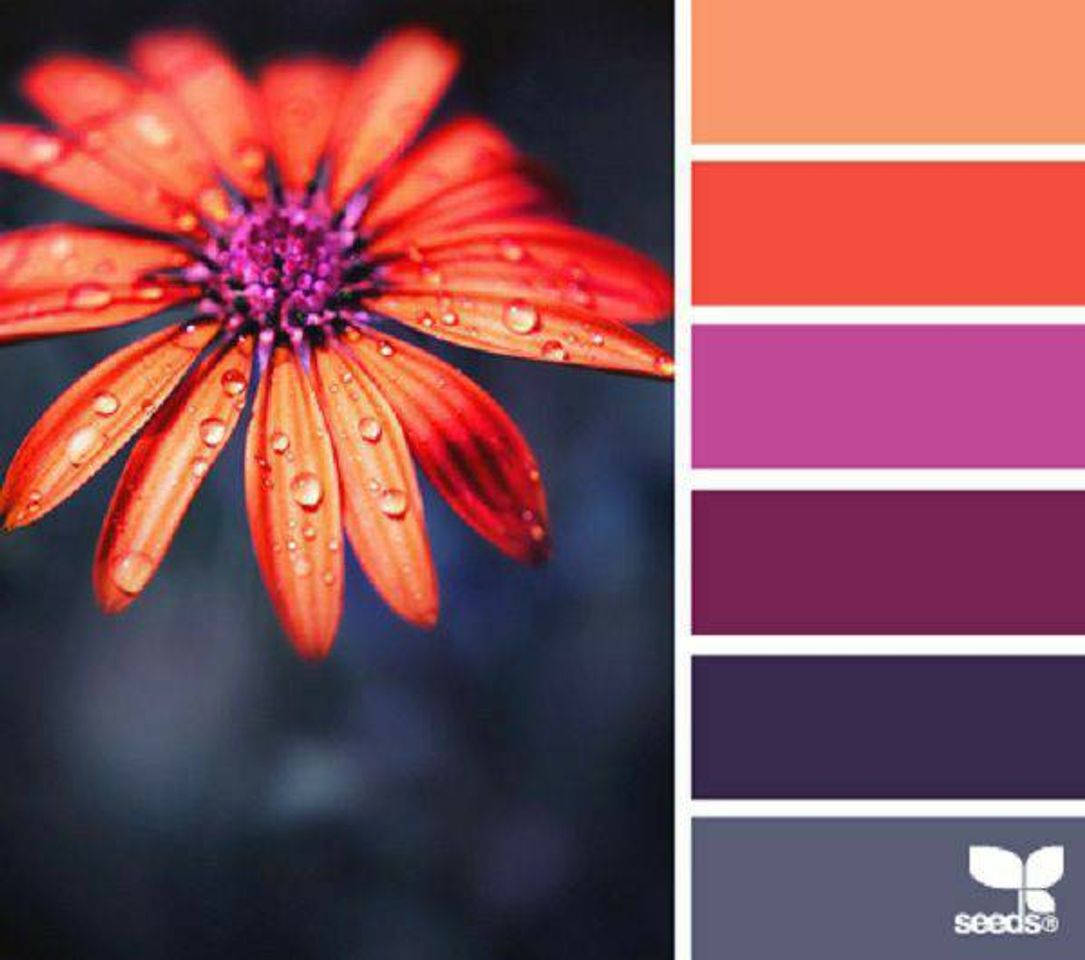 Social Inspiração de cores 🌈