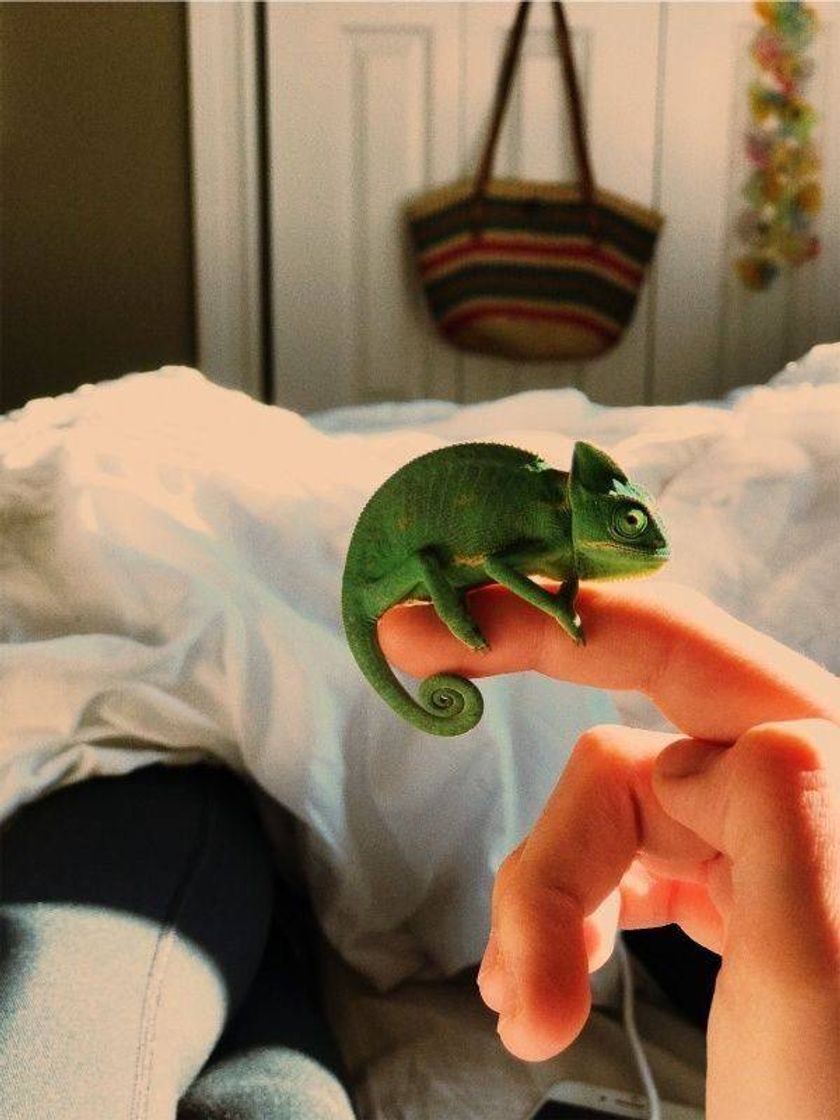 Social Camaleão 💚