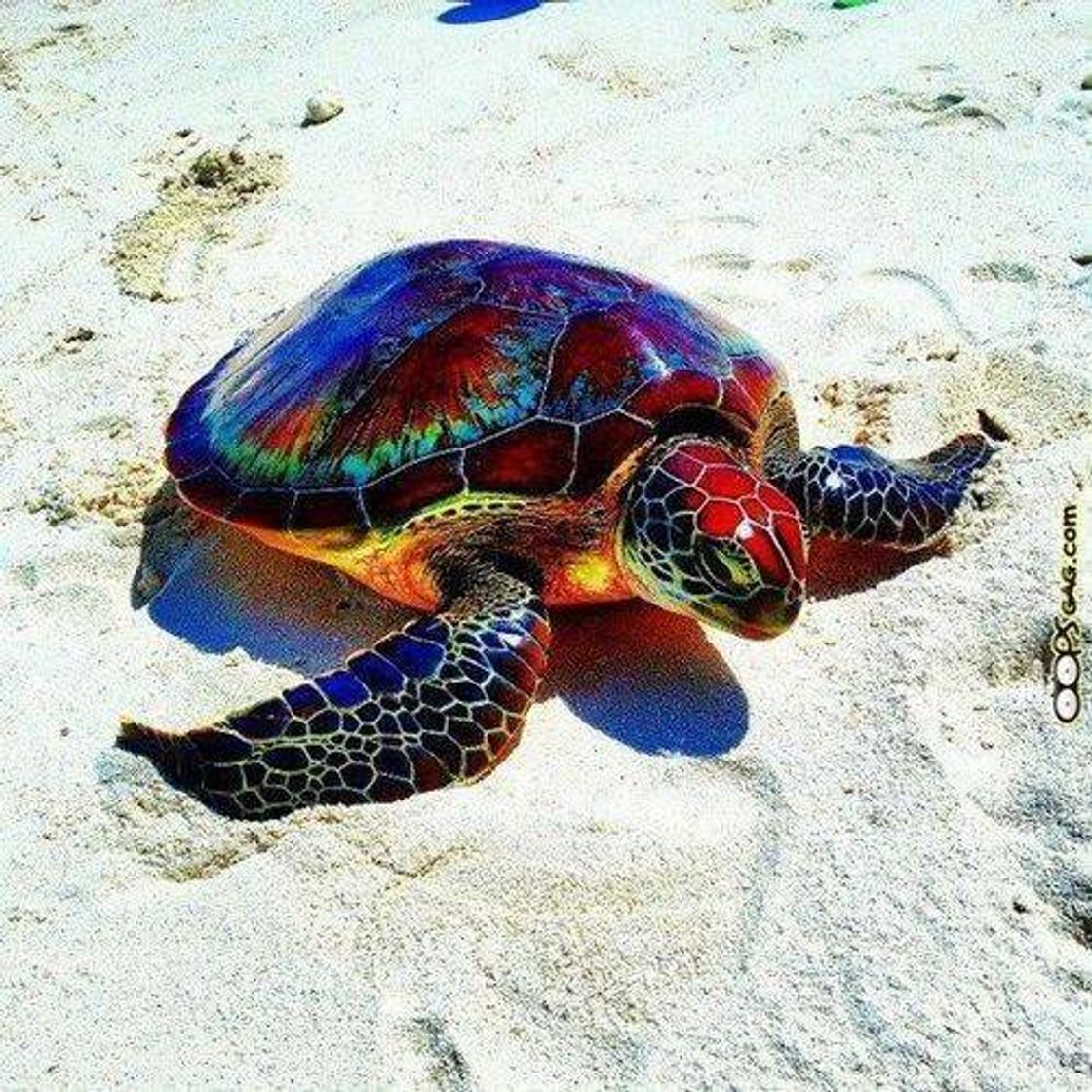 Social Tartaruga 🐢