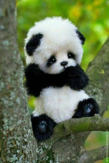 Panda fofo 🐼