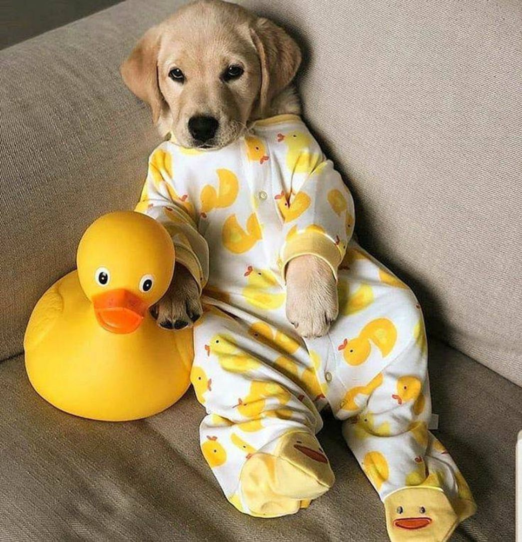 Fashion 🐤💛