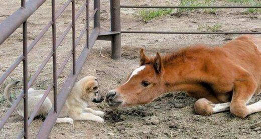 imagem fofa de cavalo