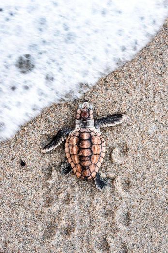 tartaruguinha voltando ao oceano