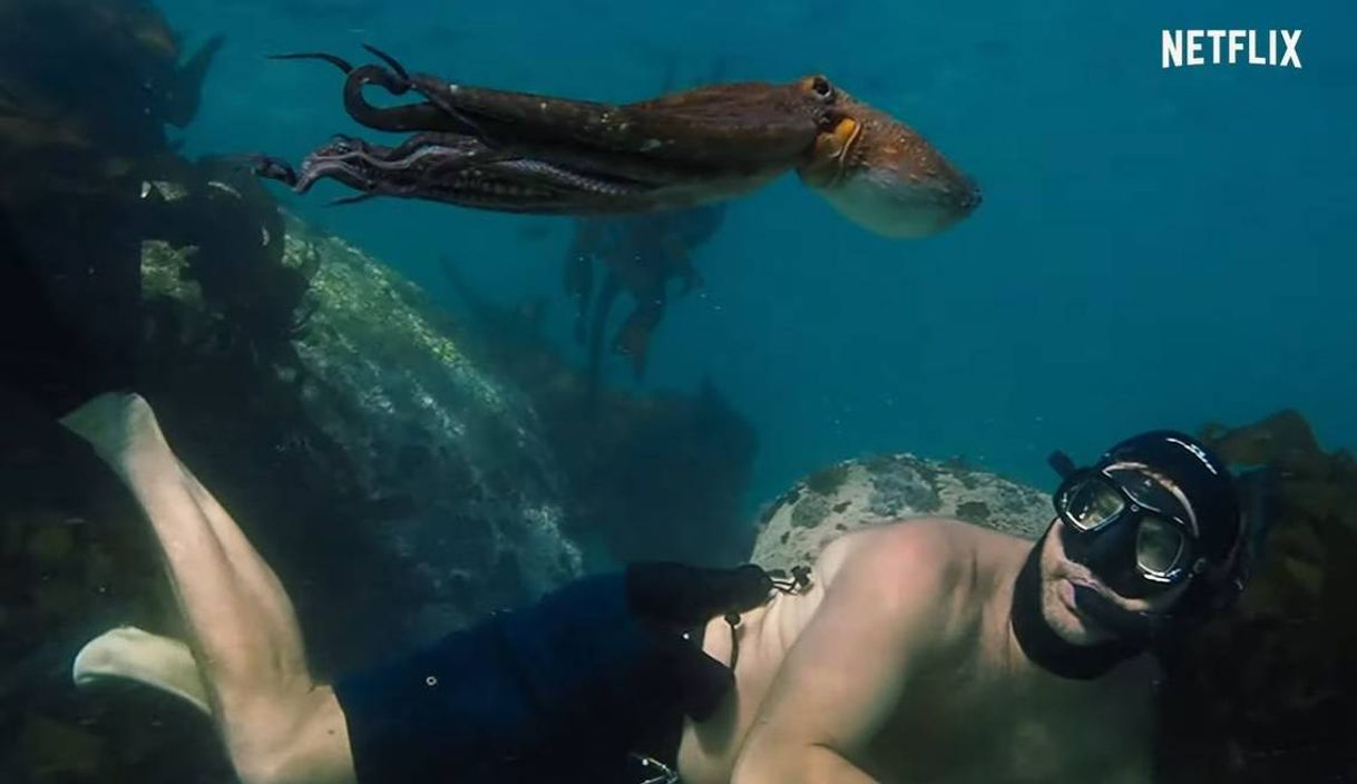 Professor Polvo (My Octopus Teacher)