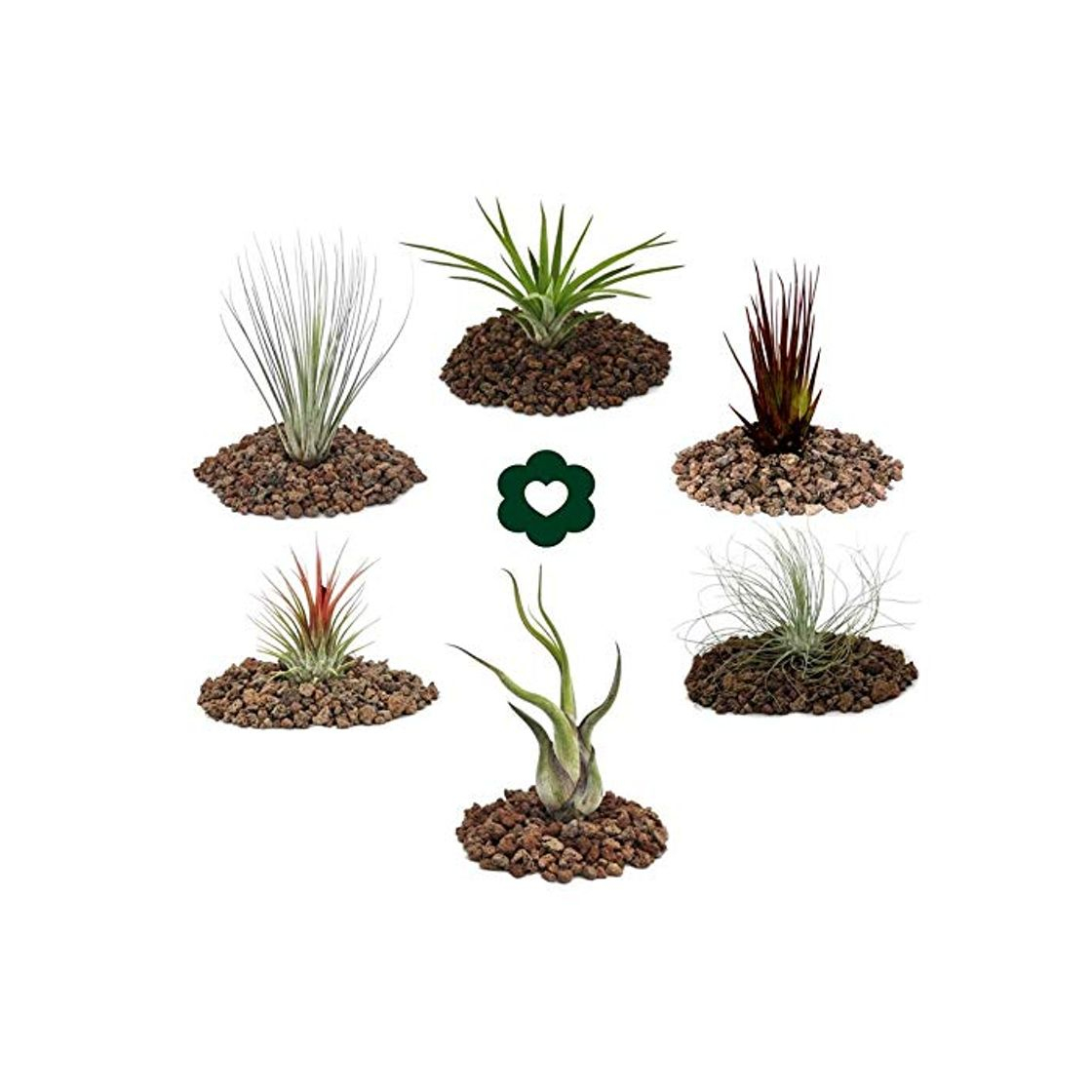 Product 6 Tillandsia conjunto diferente