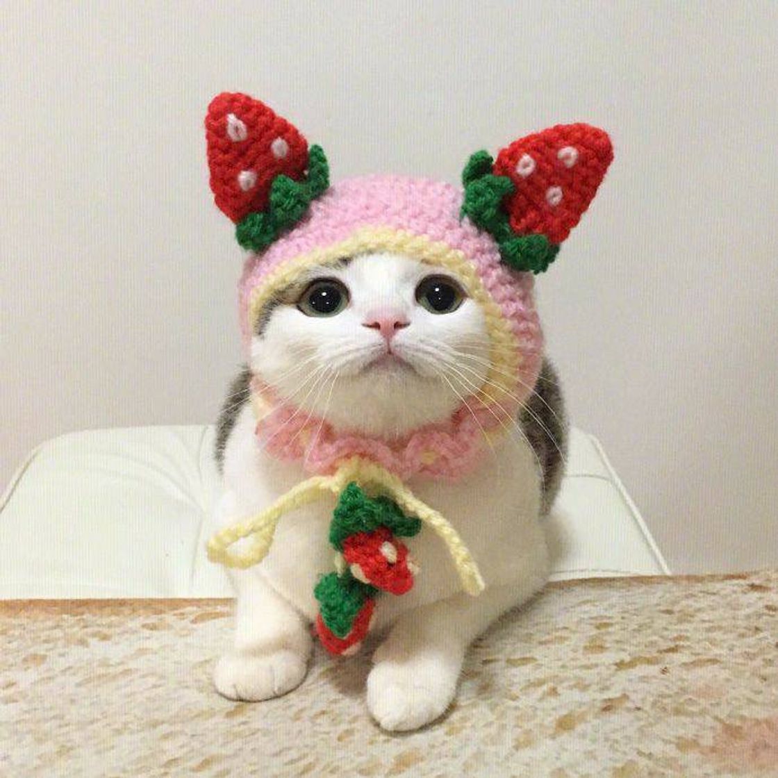 Fashion Gatinho de chapéu com detalhes de morango 🍓