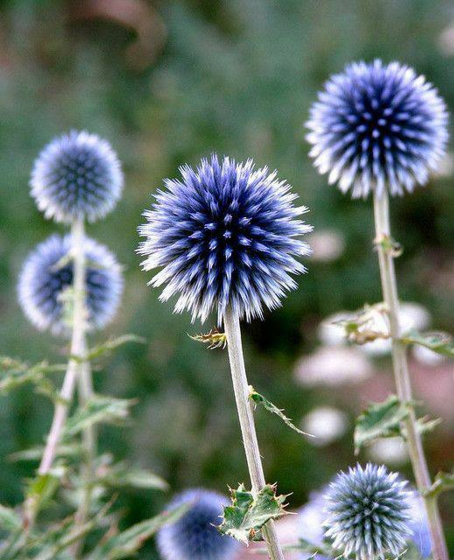 Fashion PLANTS IN THE GARDEN 