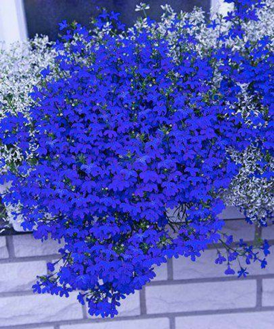 Fashion LOBELIA 