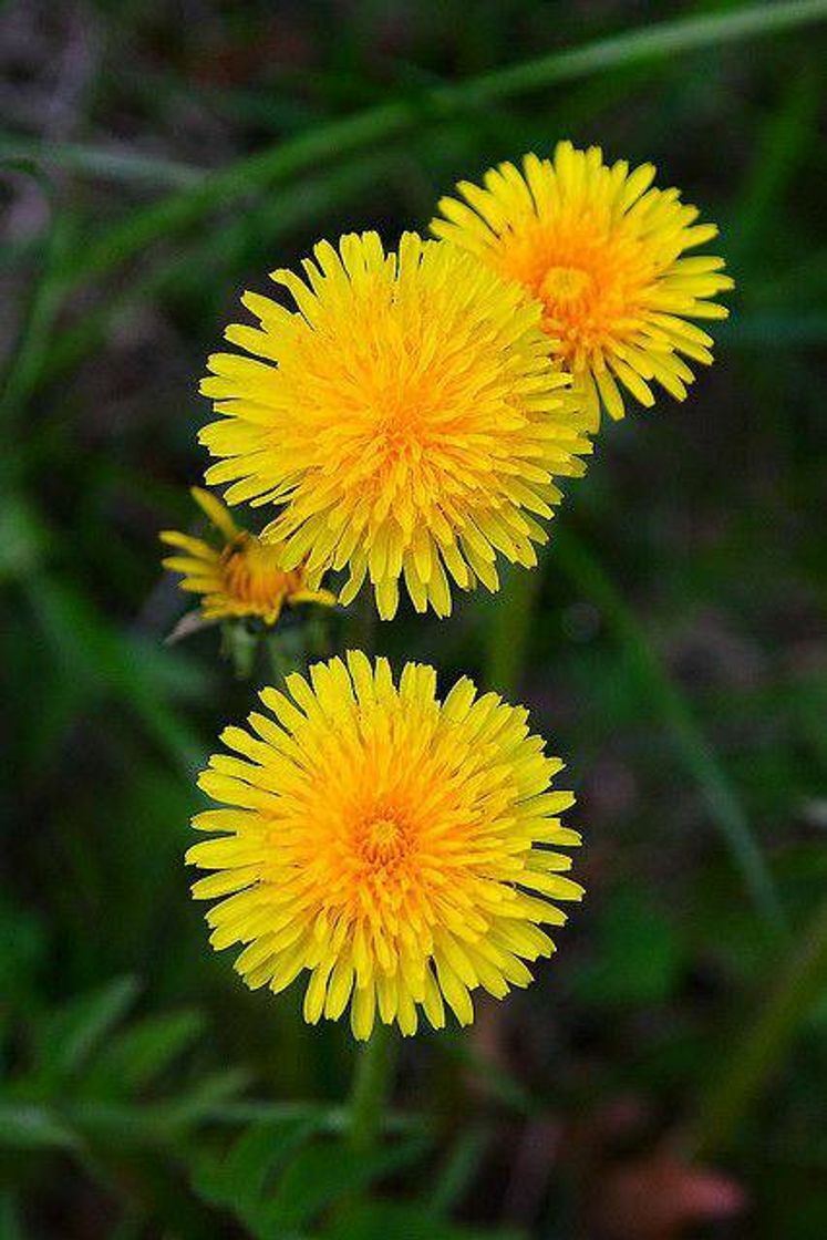 Fashion DANDELION 