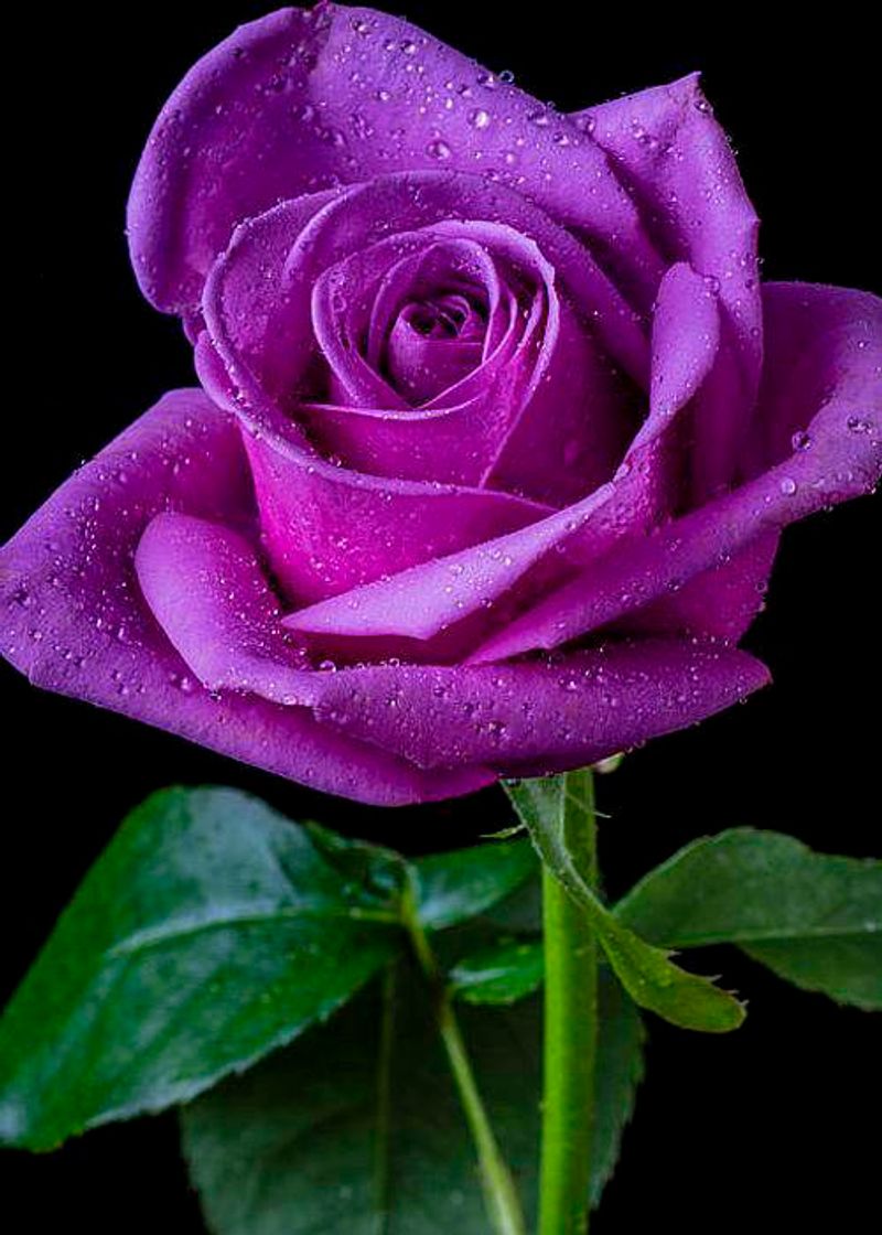 Fashion PURPLE ROSE GREETING