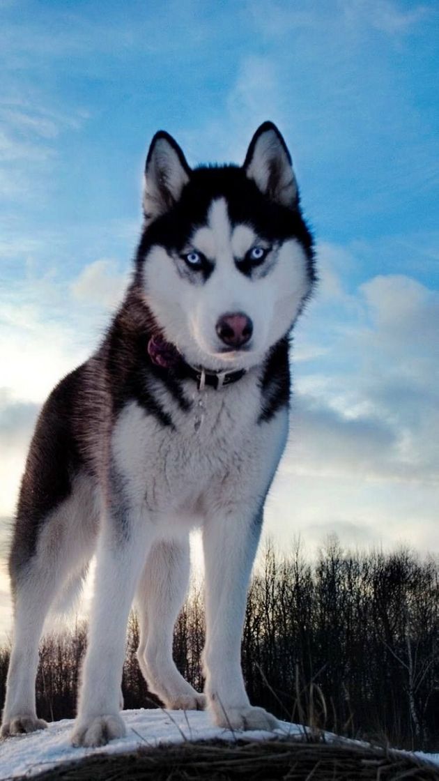 Fashion HUSKY SIBERIANO 