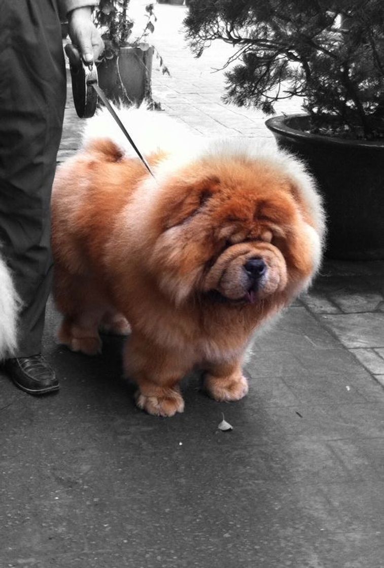 Fashion CHOW CHOW