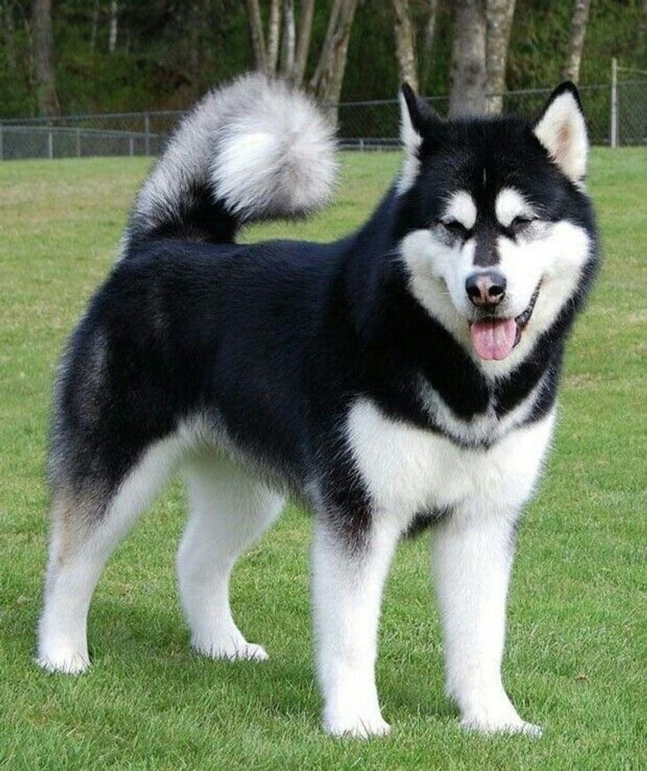 Moda MALAMUTE DO ALASKA