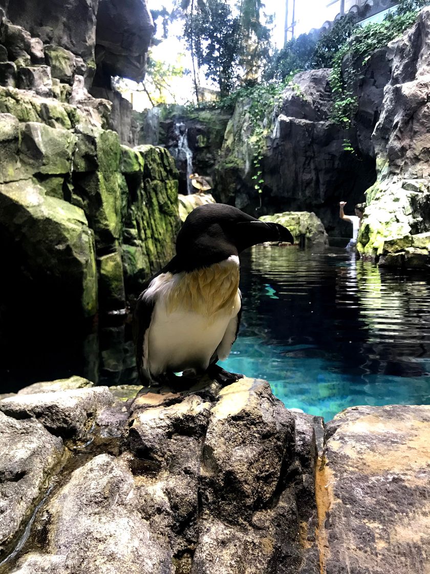 Lugar Oceanario de Lisboa