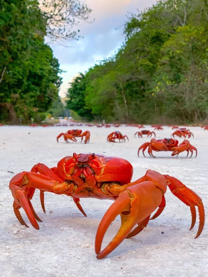 Place Christmas Island