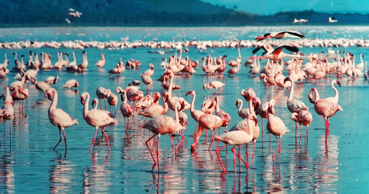 Places Lago Nakuru