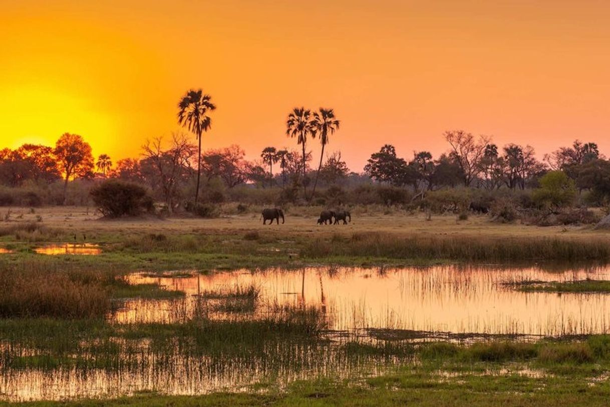 Place Delta del Okavango