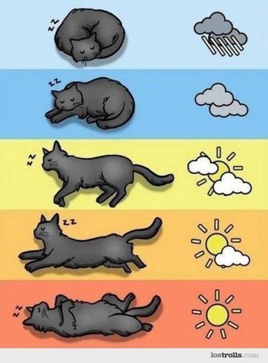 O que a posição do seu gato diz sobre o clima? 