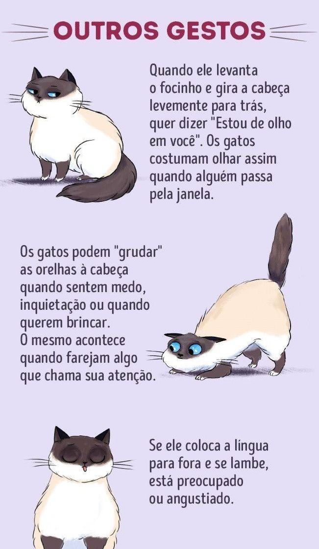 Moda Alguns gestos dos gatos e oq eles podem indicar