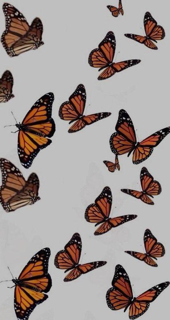 Fashion Wallpaper borboletas 🦋