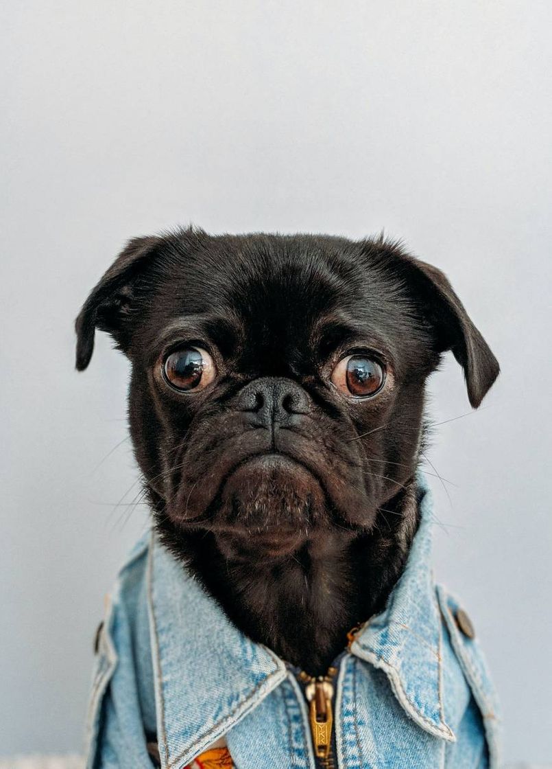 Fashion Racha PUG