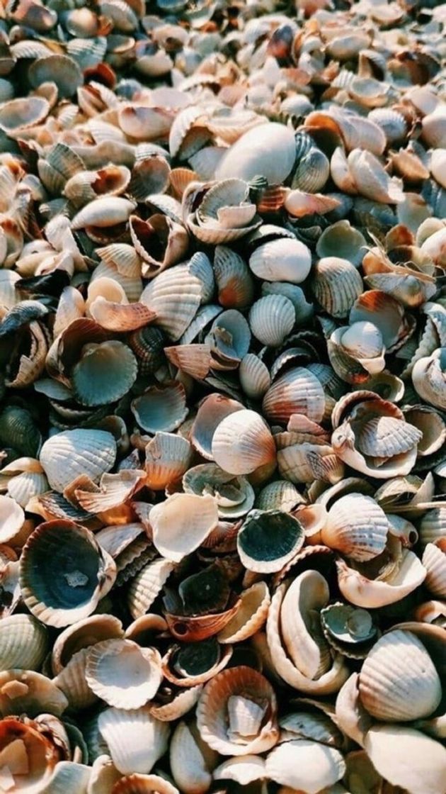 Fashion Sea shells 